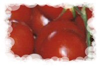 frische Tomaten